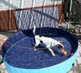 Psy ze Schroniska dla Zwierząt w Bydgoszczy mogą się już ochłodzić w basenach [zdjęcia]