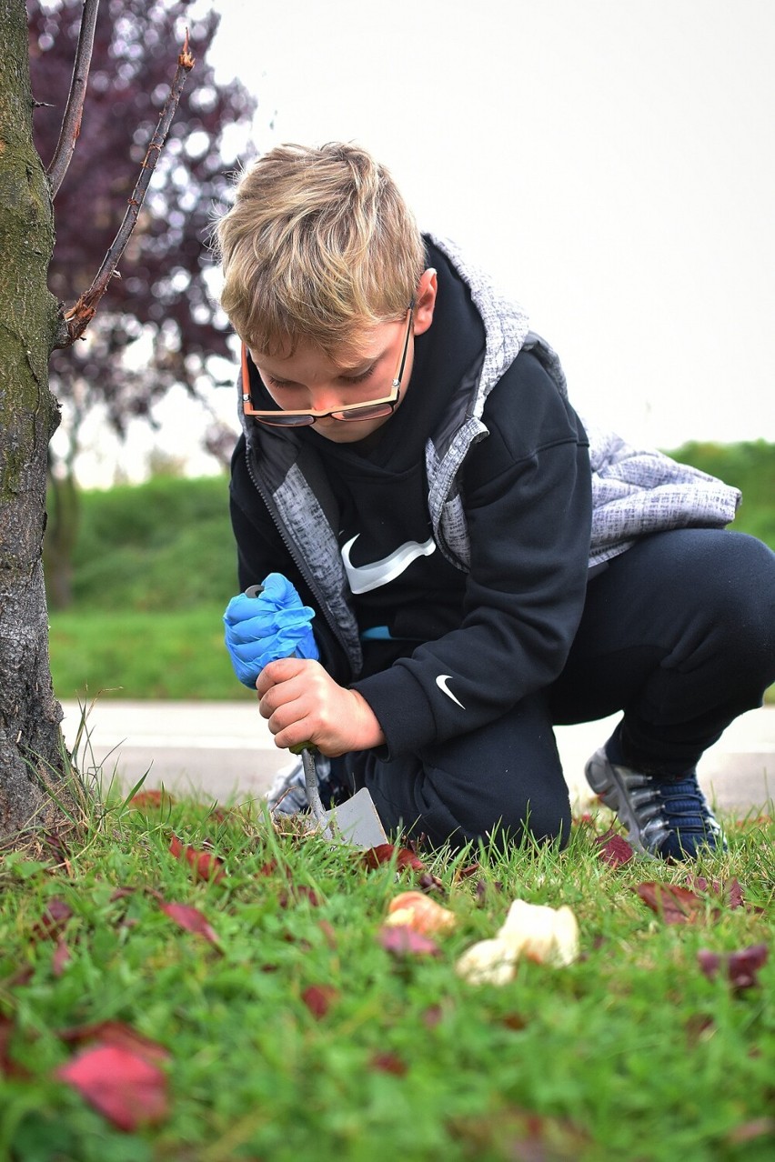 Mieszkańcy zasadzili ponad 300 tulipanów na placu rowerowym...