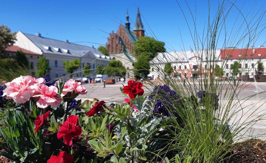 Piękne kwiaty pojawiły się na Rynku. Olkusz budzi się do życia [ZDJĘCIA]