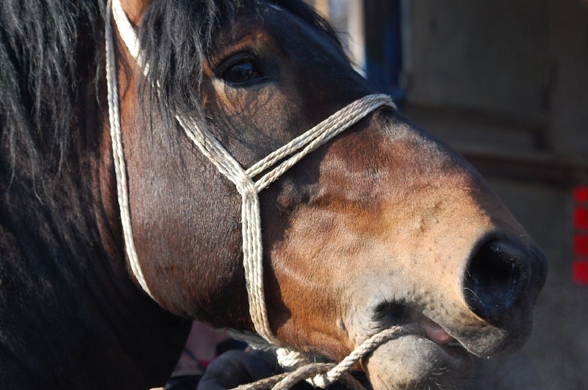 Żory: Targ koni w Kleszczowie to koszmar dla zwierząt [UWAGA! DRASTYCZNE ZDJĘCIA]