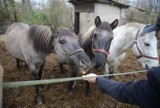 Open by horses. Konie pomogą młodym ludziom wejść na rynek pracy! Trwają zapisy [ZA DARMO]