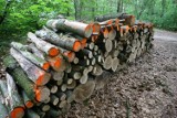 Wycinka drzew w Gdyni Dąbrowie: Mieszkańcy zbulwersowani wycięciem dorodnych buków [ZDJĘCIA]