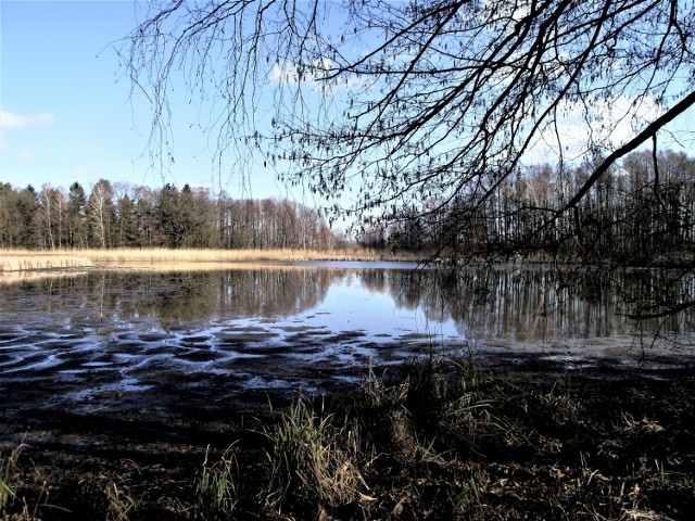 Zbąszyń. Na stawach. Drzewa nie istnieją osobno ani samotnie. Tym, co je łączy, to korzenie - 18.02.2022