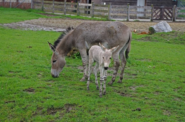 Zamość: w zoo przyszedł na świat osiołek somalijski. To zwierzę krytycznie zagrożone wyginięciem