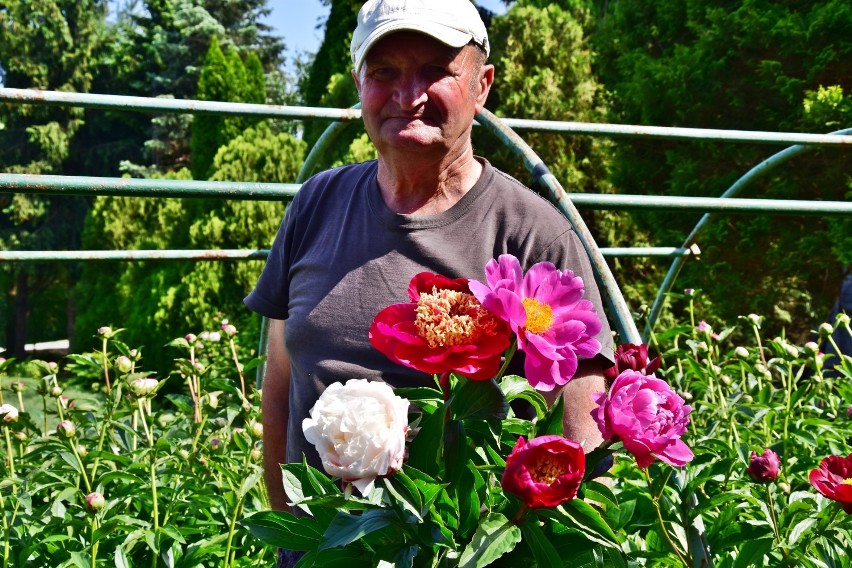 W ogrodnika Romana Oleszkowicza zaczynają kwitnąć piwonie. Ma u siebie mało znane odmiany. Niektóre wyglądają egzotycznie [ ZDJĘCIA]