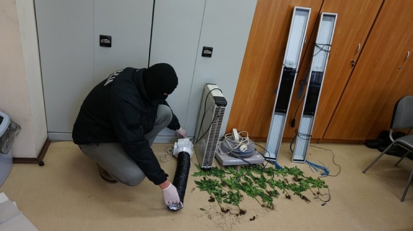 Plantacja marihuany znaleziona przez policję w centrum Tomaszowa. Zatrzymano 39-latka