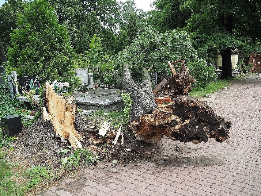 Na Starym Cmentarzu przy ul. Ogrodowej wiatr łamał drzewa i...