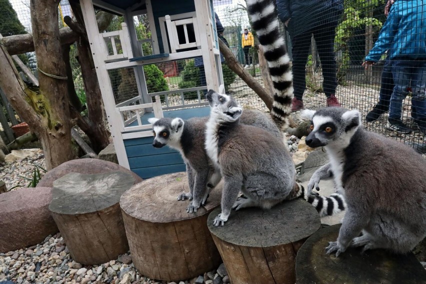 Zoo, zagrody edukacyjne i parki zwierząt to świetne miejsca...