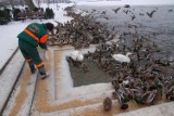 Szczecineccy leśnicy zapraszają na zimowy spacer ornitologiczny nad Trzesiecko