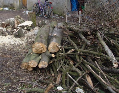 Radziejów: Kradzież drewna