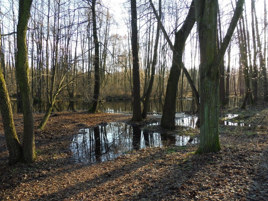 Woda podtapia  brzegi i wyspy Rezerwatu Niebieskie Źródła w Tomaszowie. Mieszkańcy apelują o szybką reakcję [ZDJĘCIA]