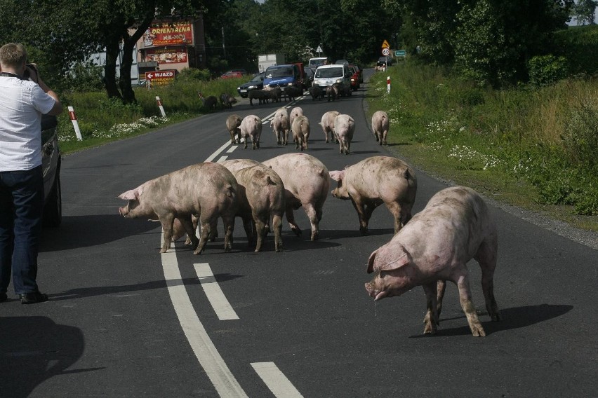 Wypadek ciężarówki ze świniami na trasie Legnica - Złotoryja (ZDJĘCIA)