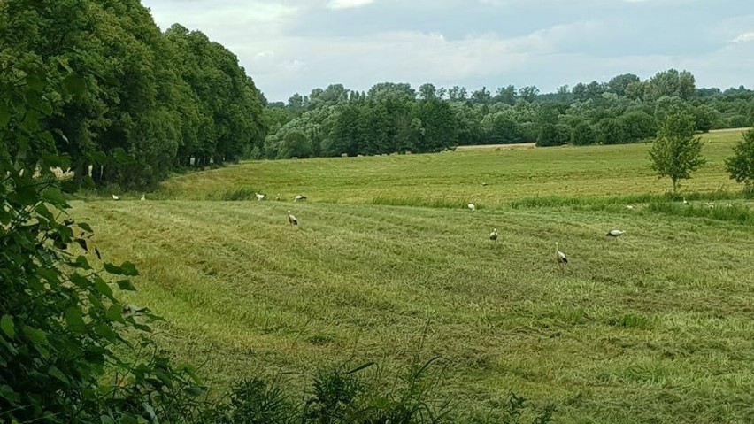 Wielkie stado bocianów koło Grzmiącej