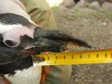 Podlubelska firma będzie ratować pingwina Półdzióbka