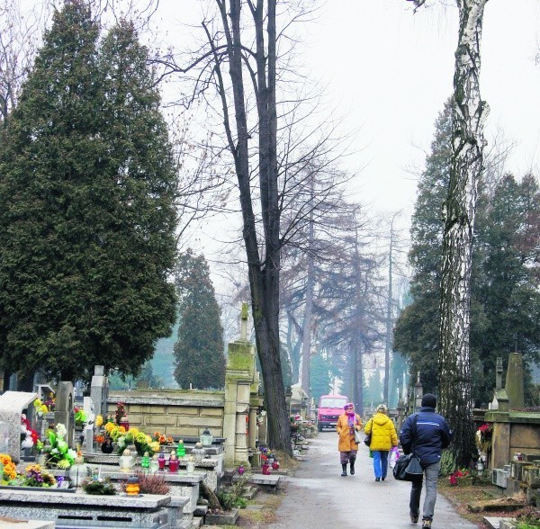 Cmentarz przy ul. Rejtana to również piękny starodrzew