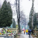 Nowy Sącz: z największego cmentarza znikną drzewa? [DYSKUTUJ]