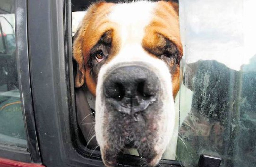 W ciepłe dni pamiętaj o pupilu! Nie zostawiaj psa w samochodzie!