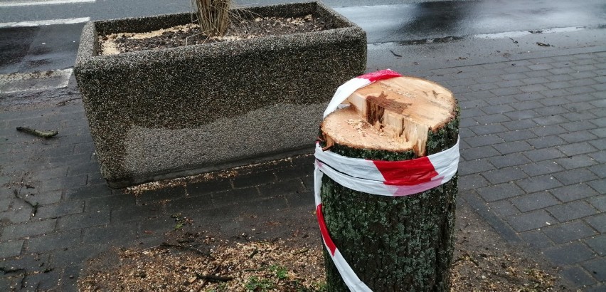 Pruszcz Gdański: Wycięto drzewa przy ul. Wojska Polskiego. To część rewitalizacji alei lipowej - odpowiadają urzędnicy [ZDJĘCIA]