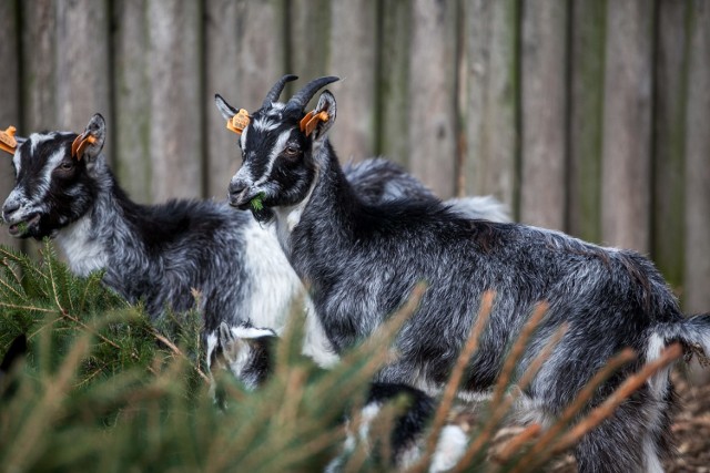 Między innymi kozy zobaczyć można w tegorocznej bożonarodzeniowej szopce w bydgoskim Myślęcinku
