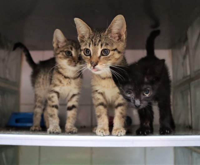 Przepiękne młode i starsze koty czekają na adopcję w schronisku w Katowicach. Placówka jest tak przeciążona, iż wstrzymała przyjmowanie zwierząt. Czy znajdzie się ktoś, kto przygarnie porzuconego kota?