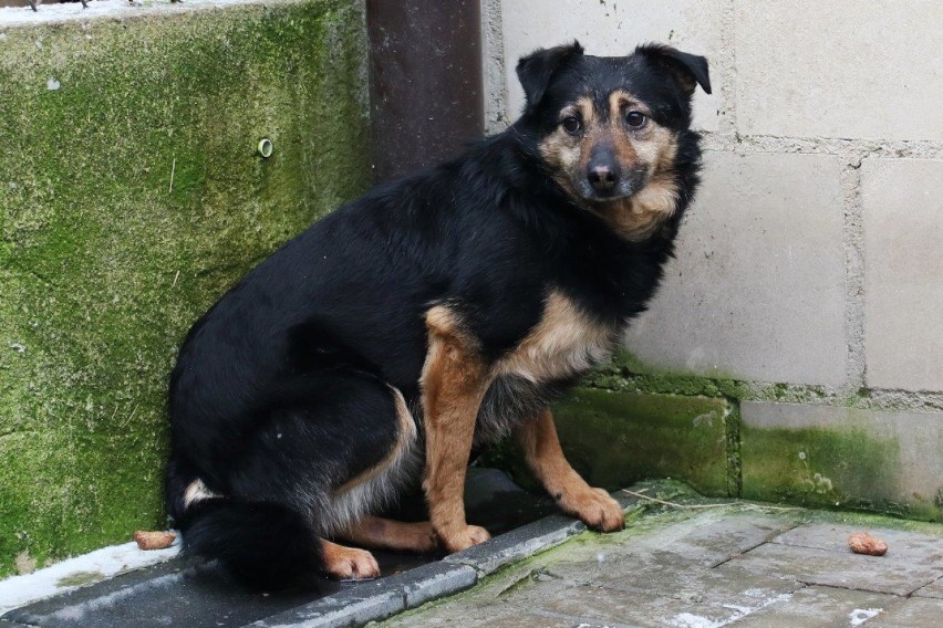 Adopcja za złotówkę w schronisku dla bezdomnych zwierząt w Radomsku [ZDJĘCIA]