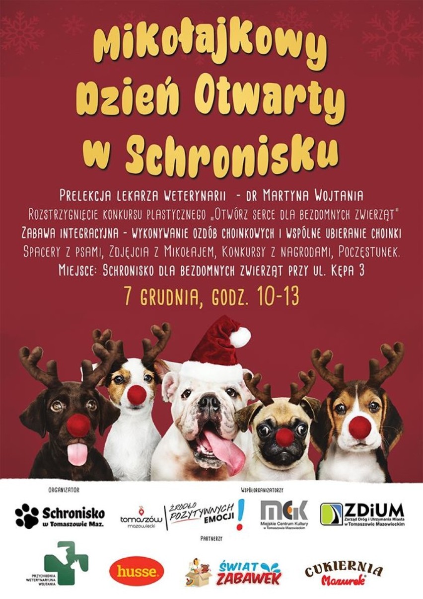 Dzień Otwarty w schronisku dla zwierząt w Tomaszowie Maz. Zobaczcie psy i koty, które czekają na adopcję [ZDJĘCIA]