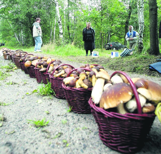 Jak zbierać, to tylko grzyby, których jesteśmy pewni