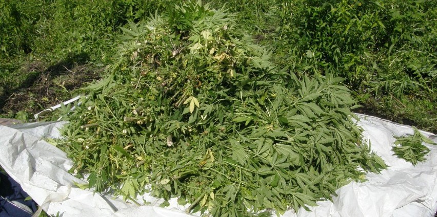 Włocławek: CBŚ zlikwidowało nielegalną plantację marihuany. 17 kg marihuany nie trafi na rynek
