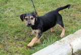 Legnica: Schronisko zamknięte, adopcja psa tylko ta umówiona! [ZDJĘCIA]