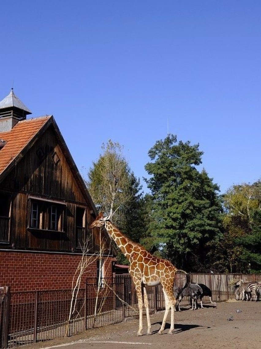 Malowniczy domek dla żyraf ma odpowiednią wysokość. Fot....