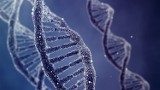 Leczenie za pomocą "edycji" genów człowieka do 2017 roku?