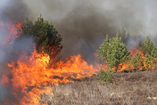 W Lubuskiem od początku roku mieliśmy już 81 pożarów lasów i 488 pożarów łąk i nieużytków.