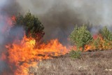 Strażacy w Lubuskiem gasili już 488 pożarów łąk i nieużytków oraz 81 pożarów lasów! Większość to podpalenia