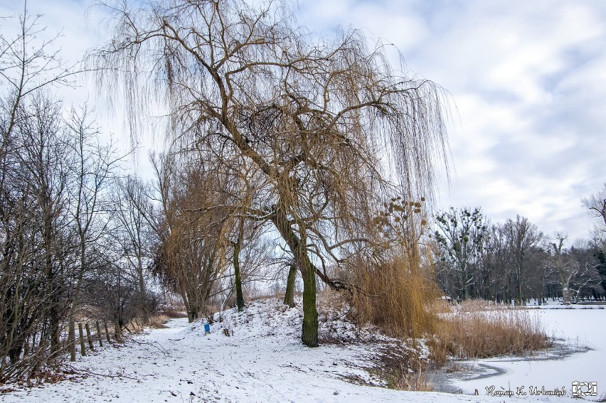 Park Leśny Planty, czyli miejsce, które zimą wygląda wyjątkowo pięknie. Nie wierzycie? Zobaczcie te zdjęcia!