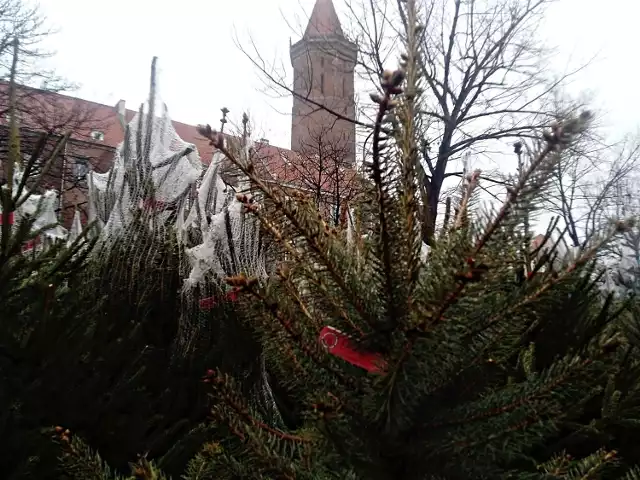 Jak co roku, również i teraz w Legnicy nie brakuje miejsc, gdzie kupimy piękną choinkę. Jednym z nich jest plac między Zamkiem Piastowskim, a Galerią Piastów. Podobne stoiska zlokalizowane są przy największych hipermarketach w mieście.