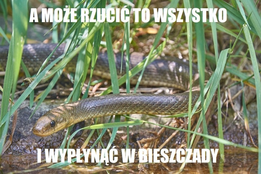 Wąż nad Wisłą. Straż przerywa poszukiwanie pytona... a internety szydzą [MEMY]