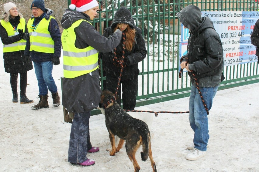 Mikołajki w Schronisku. W Radomiu wielka akcja dla bezdomnych zwierząt. Były prezenty i dużo spacerów. Zobacz zdjęcia