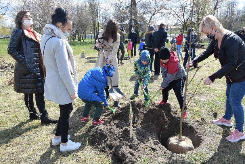 Kasztanowce i śliwy na koneckich Browarach zasadziły przedszkolaki z "niewielką" pomocą miejskich urzędników