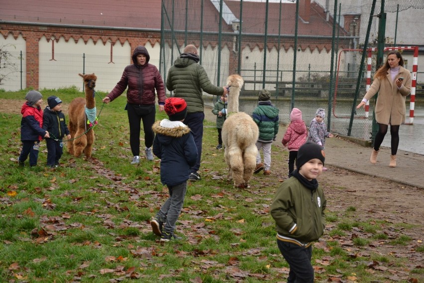 Do Zespołu Szkolno-Przedszkolnego w Kikole zawitały alpaki z...