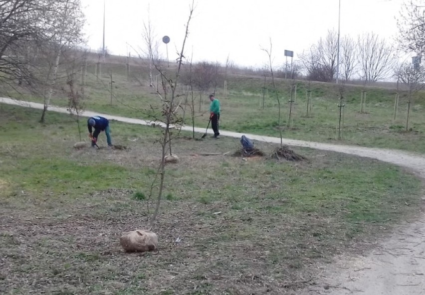 Posadzili nowe drzewa w Parku Harcerskim w Świdnicy