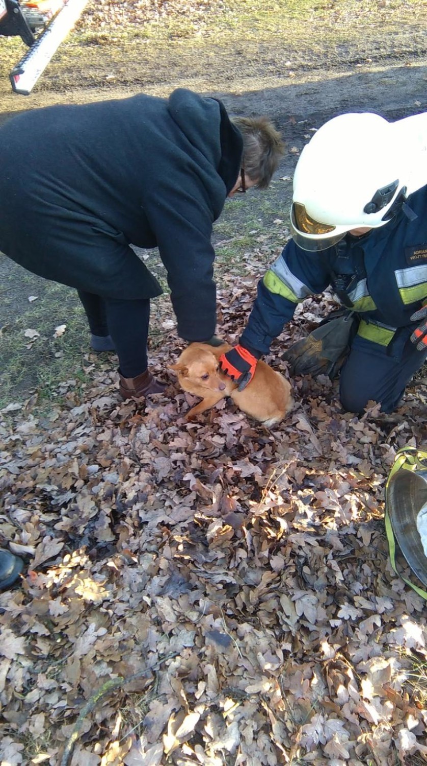 Strażacy wyciągnęli psa ze studni
