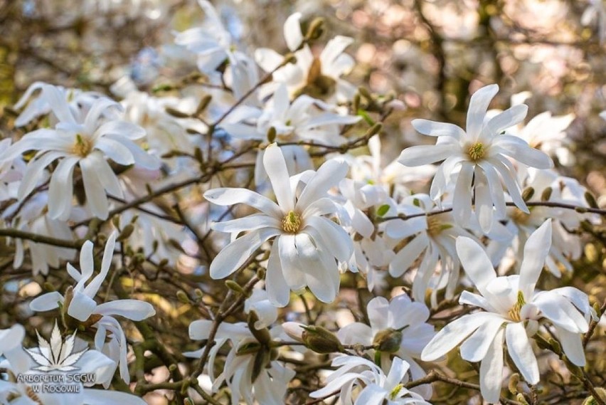 Otwierają Arboretum w Rogowie! Będzie je można zwiedzać od 15 maja!