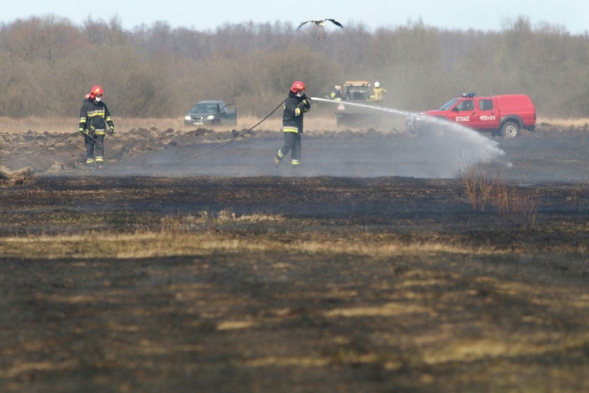 Biebrzański Park Narodowy. Trwa liczenie strat po pożarze. Rząd zapowiada zaostrzenie kar za nielegalne wypalanie traw (zdjęcia)