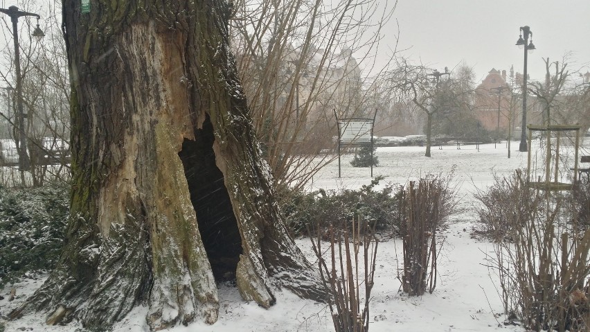 Park Kochanowskiego cały w bieli. Bydgoszcz pod śnieżną pierzynką [zdjęcia]