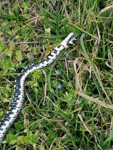 Wielki wąż leżał w trawie przy blokach przy ul. Powstańców Listopadowych w Rzeszowie [ZDJĘCIA CZYTELNIKA]