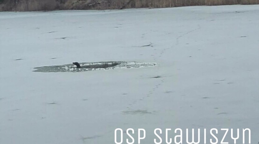 Pod psem załamał się lód. Na pomoc ruszyła OSP Stawiszyn. ZDJĘCIA