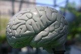 UMCS: Nowy kierunek - kognitywistyka. Studenci zbadają mózg