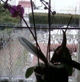 Na oknie zaczynają kwitnąć storczyki