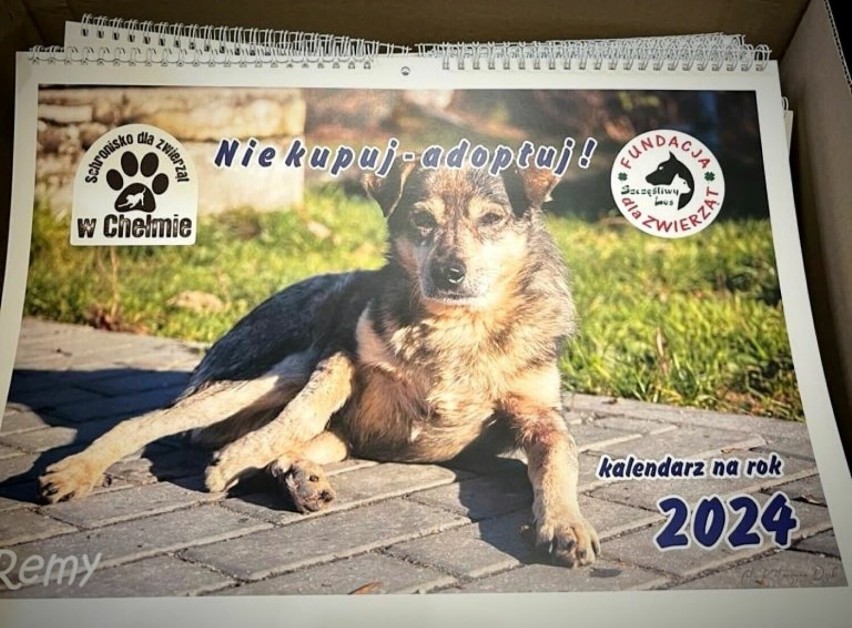 Kup kalendarz pomóż zwierzakom z chełmskiego schroniska