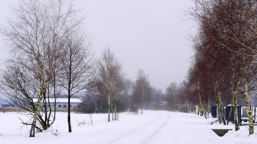 Zima w gminie Szczerców, styczeń 2021